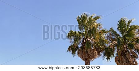Banner Of Blue Clear Sky With Couple Of Plam Trees And Space For Text