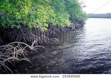 Beautiful Mangroves Mayaro Trinidad. Mangrove Roots With Water. Impenetrable Jungle