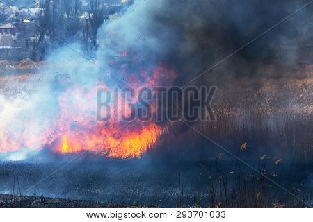 Raging Forest Spring Fires. Burning Dry Grass, Reed Along Lake. Grass Is Burning In Meadow. Ecologic