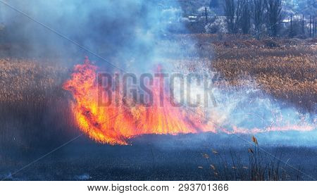 Raging Forest Spring Fires. Burning Dry Grass, Reed Along Lake. Grass Is Burning In Meadow. Ecologic