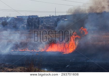 Raging Forest Spring Fires. Burning Dry Grass, Reed Along Lake. Grass Is Burning In Meadow. Ecologic