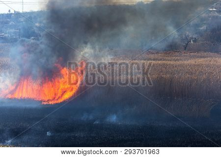 Raging Forest Spring Fires. Burning Dry Grass, Reed Along Lake. Grass Is Burning In Meadow. Ecologic