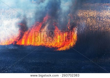 Raging Forest Spring Fires. Burning Dry Grass, Reed Along Lake. Grass Is Burning In Meadow. Ecologic