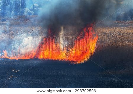 Raging Forest Spring Fires. Burning Dry Grass, Reed Along Lake. Grass Is Burning In Meadow. Ecologic