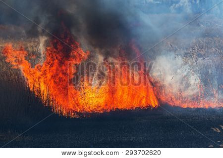 Raging Forest Spring Fires. Burning Dry Grass, Reed Along Lake. Grass Is Burning In Meadow. Ecologic