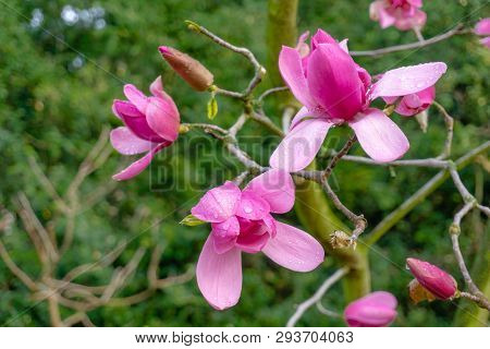 Purpur-magnolie (magnolia Liliiflora) Im April 2 - 5.4.2019