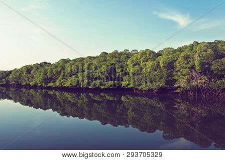 Mangrove Forest Prevent Coastline Corrosion In Hailand. Channel. River Channel Through Mangrove Thic