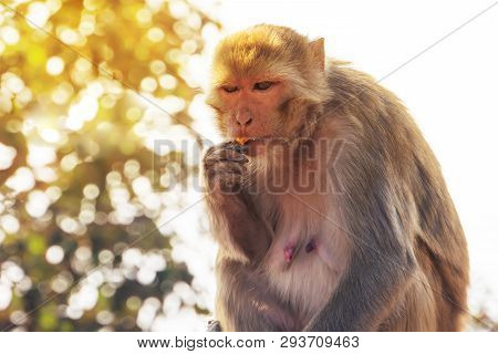 Monkey And Flowers. Female Monkey Is Eating A Yellow Flower In The Indian Forest