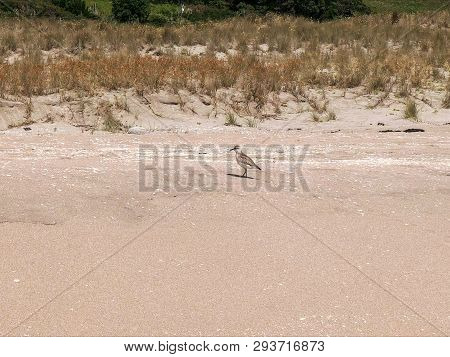 A New Zealand Dotterel Feeding On A Coromandel Peninsula Beach