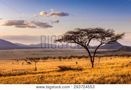 Amazing Sunset At Savannah Plains In Tsavo East National Park, Kenya