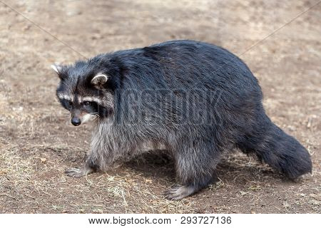 Adult Wild Raccoon Running On The Ground