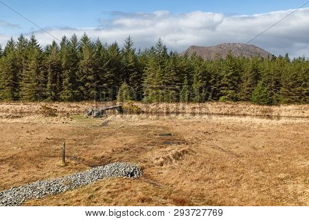 Forest And Vegetation At Western Way Trail In Lough Corrib