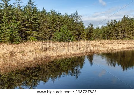 Forest And Vegetation At Western Way Trail In Lough Corrib