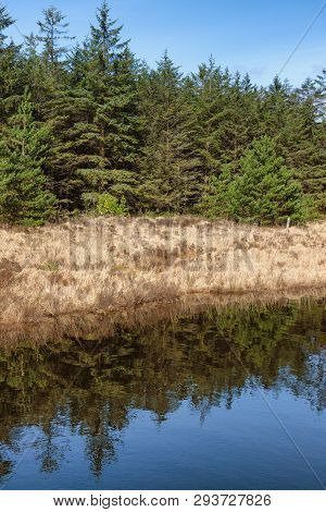 Forest And Vegetation At Western Way Trail In Lough Corrib