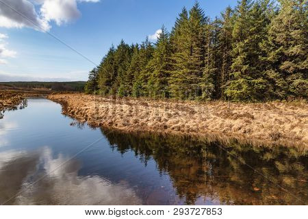 Forest And Vegetation At Western Way Trail In Lough Corrib