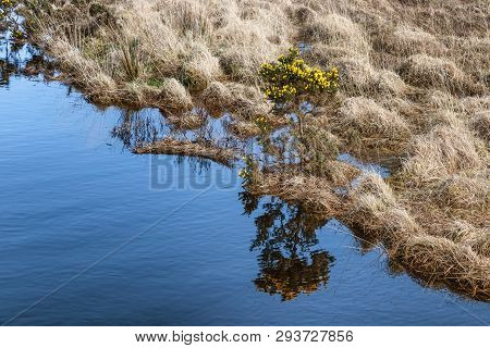 Yelow Fowers And And Vegetation At Western Way Trail In Lough Corrib