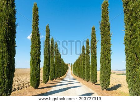 Country Road Flanked With Cypresses Ascending A Hill In Sunny Summer Afternoon In Crete Senesi Near 