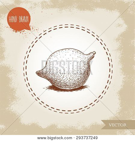 Fresh Macadamia Nut. Hand Drawn Sketch Style Vector Illustration On Old Background. Food And Cosmeti