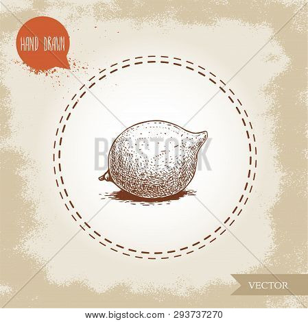 Fresh Macadamia Nut. Hand Drawn Sketch Style Vector Illustration On Old Background. Food And Cosmeti