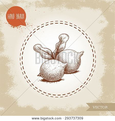 Fresh Macadamia Nuts With Leaves. Hand Drawn Sketch Style Vector Illustration On Old Background. Foo