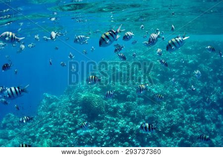 The Picture Shows A Lot Of Abudefduf Fishes, Swimming Around Coral Reef, In The Water Of Red Sea, Eg