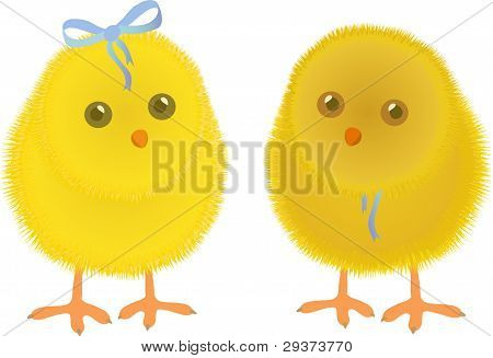 spring chicken