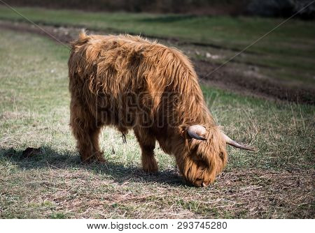 Scottish Highland Cattle In The Mountains - A Red-brown Scottish Highland Cattle With Large Horns