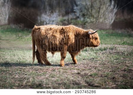 Scottish Highland Cattle In The Mountains - A Red-brown Scottish Highland Cattle With Large Horns