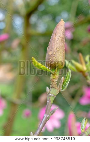 Purpur-magnolie (magnolia Liliiflora) Im April 10 - 5.4.2019