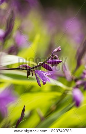 Chinese Pink Urn Orchid Bletilla Striata With Green Leaves