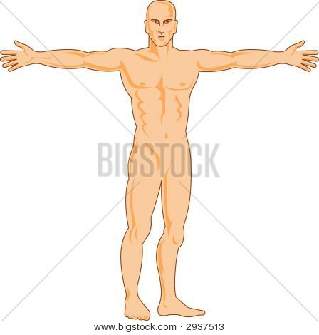 Anatomia umana