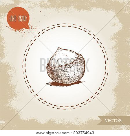 Peeled Macadamia Nut Seed With Shell. Hand Drawn Sketch Style Vector Illustration Isolated On Retro 
