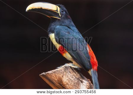 Exotic Toucan Bird. Black Necked Aracari, Pteroglossus Aracari Perched On Tree Branch .