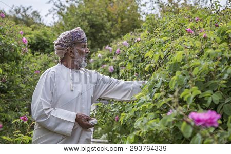 Omani Man With Rose Petals To Make Rose Water That Is Used As Traditional Medicine; Cosmetics; Food