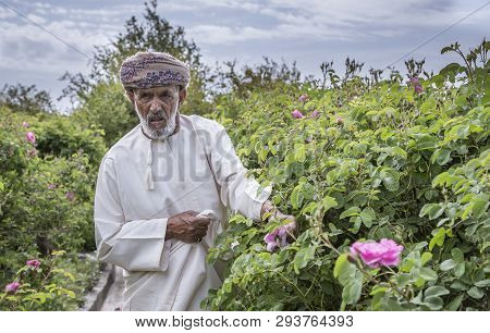 Omani Man With Rose Petals To Make Rose Water That Is Used As Traditional Medicine; Cosmetics; Food