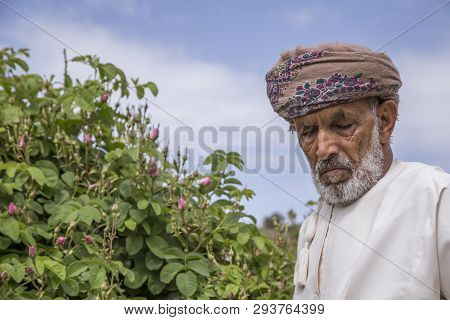 Omani Man With Rose Petals To Make Rose Water That Is Used As Traditional Medicine; Cosmetics; Food