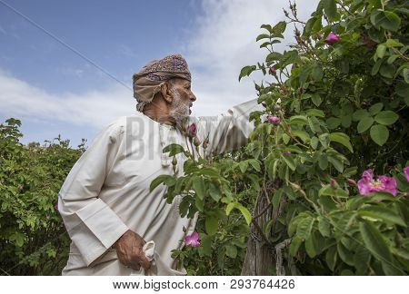 Omani Man With Rose Petals To Make Rose Water That Is Used As Traditional Medicine; Cosmetics; Food