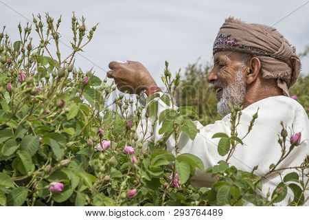 Jabal Al Akhdar, Oman, 7th April 2016: Old Man Piclking Rose Petals