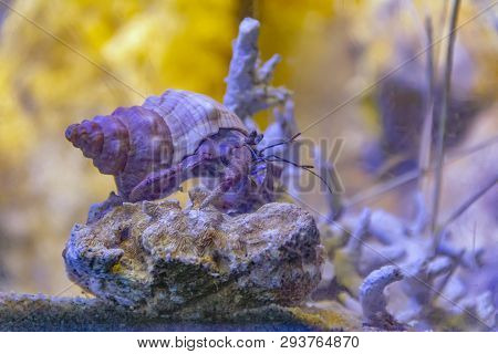 Low Angle Shot Of A Hermit Crab In Colorful Underwater Ambiance