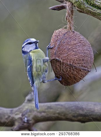 A Blue Tit Bird Perched On A Coconut Feeder In Local Woodlands