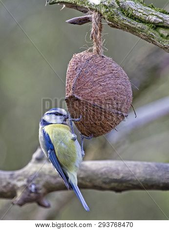 A Blue Tit Bird Perched On A Coconut Feeder In Local Woodlands