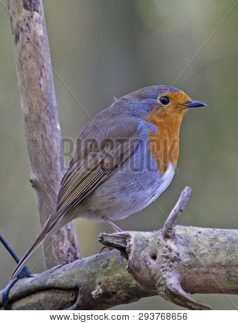 A Robin Redbreast Bird Perched On A Branch In Local Woodlands