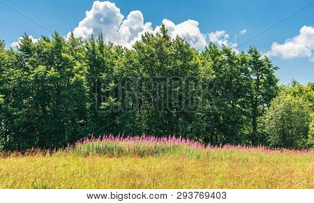 Fireweed Plants On The Forest Edge. Wonderful Summer Weather At High Noon