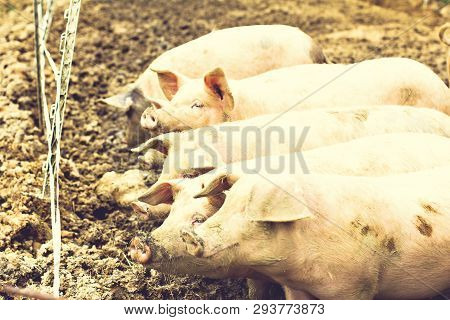 Pigs On The Eco-farm.  Domestic Farm With Pigs, Piglets And Little Goat, Barnyard Outdoor.  Happy Pi