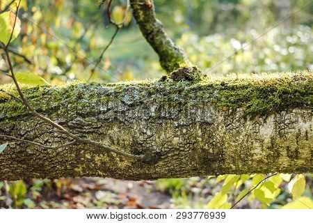 The Trunk Of The Fallen Birch Closeup
