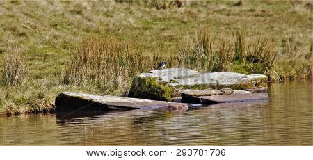 Wagtail On Rock By Llyn Cwm Llwch In The Brecon Beacons