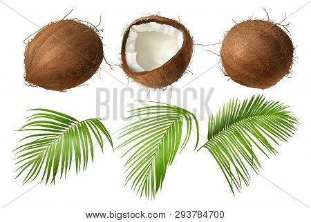 Coconut Realistic Vector Illustration, Whole And Half Cracked Broken Coco Nut With Green Palm Leaves