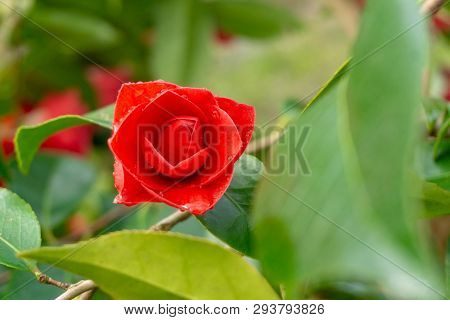 Rote Blühende Kamelie (camellia Japonica) Mit Grünen Blättern Iund Tropfen 1 - 6.4.2019