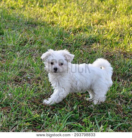 Small Dog Maltezer, In The Autumn Forest,