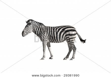 Zebra